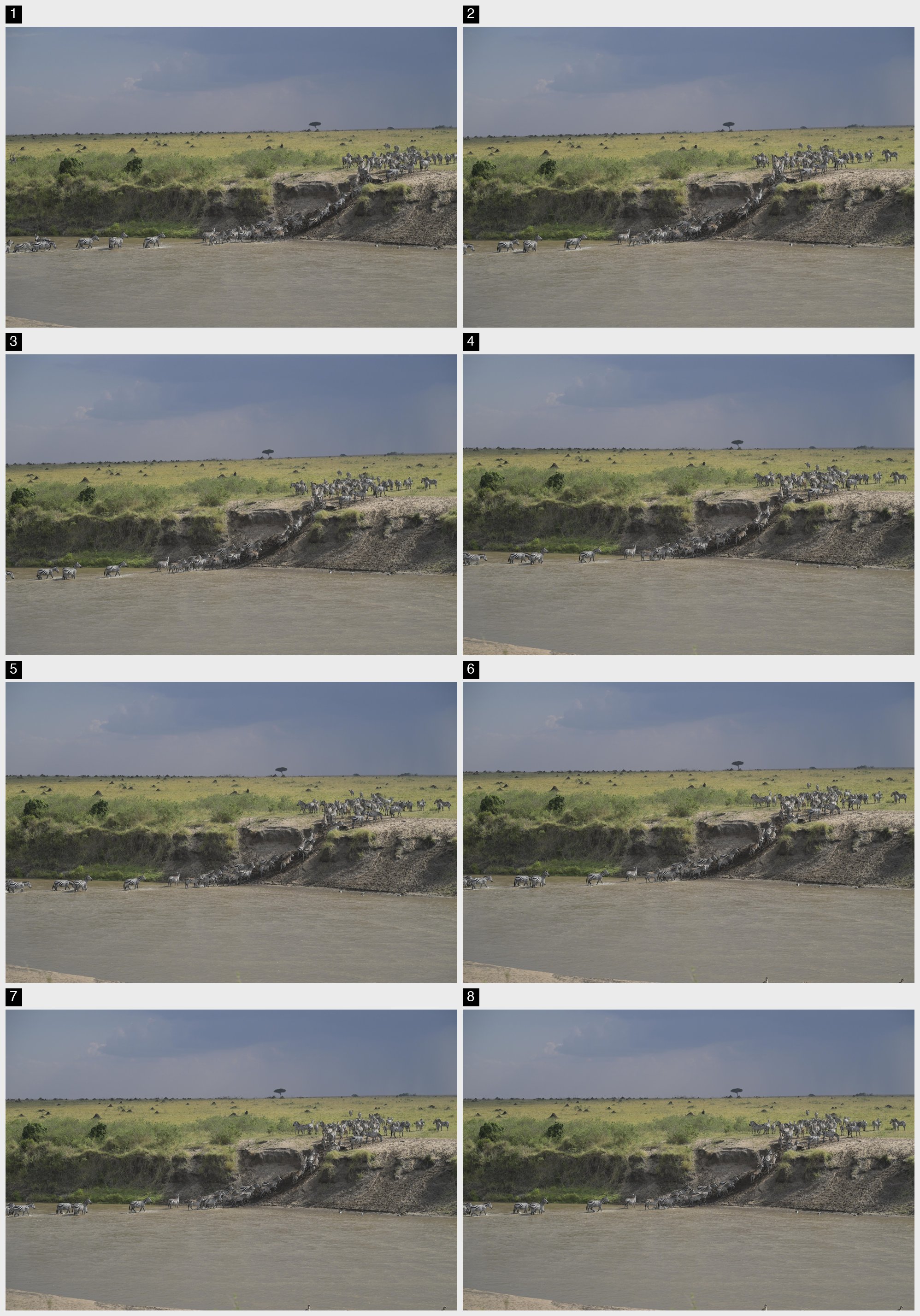 Contact sheet of an 8-frame Nikon Z8 burst of zebras crossing a river, numbered 1 to 8; frame 6 is the sharpness-picked primary