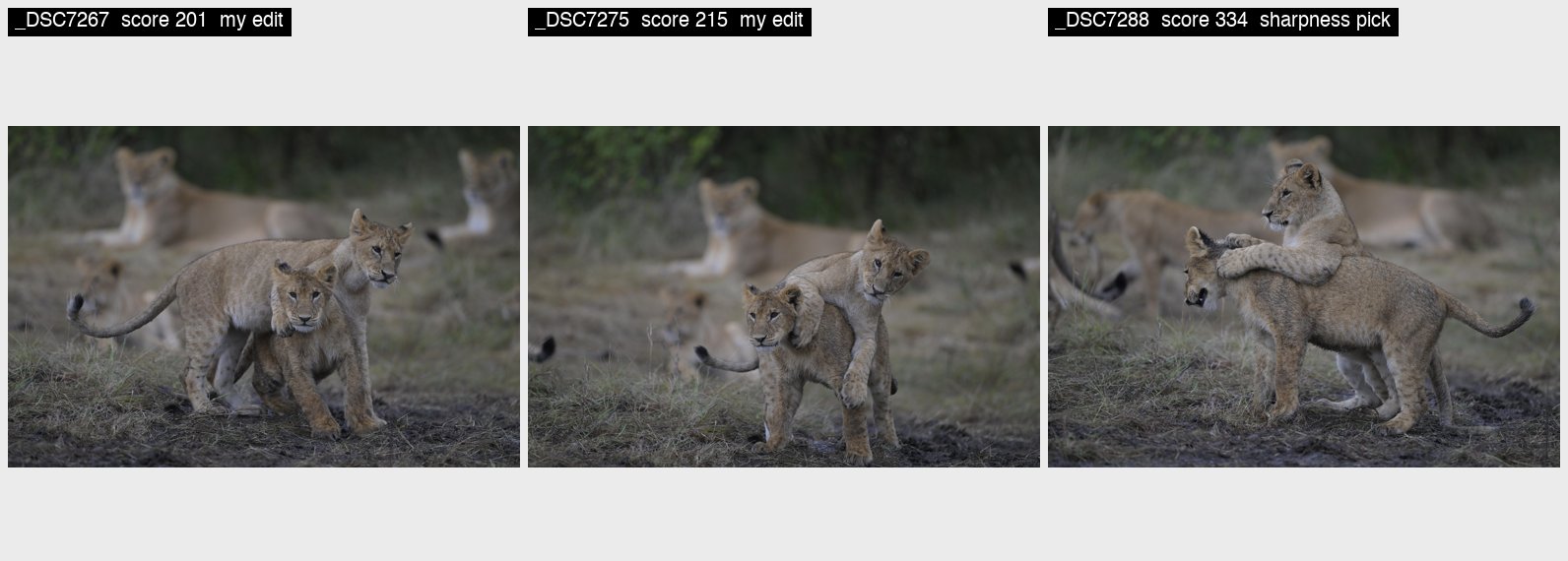 Three unedited camera previews of lion cubs from the same 62-frame chain: two frames the photographer edited, with the cubs facing the camera, and the sharpness pick, in which both cubs' faces are turned away