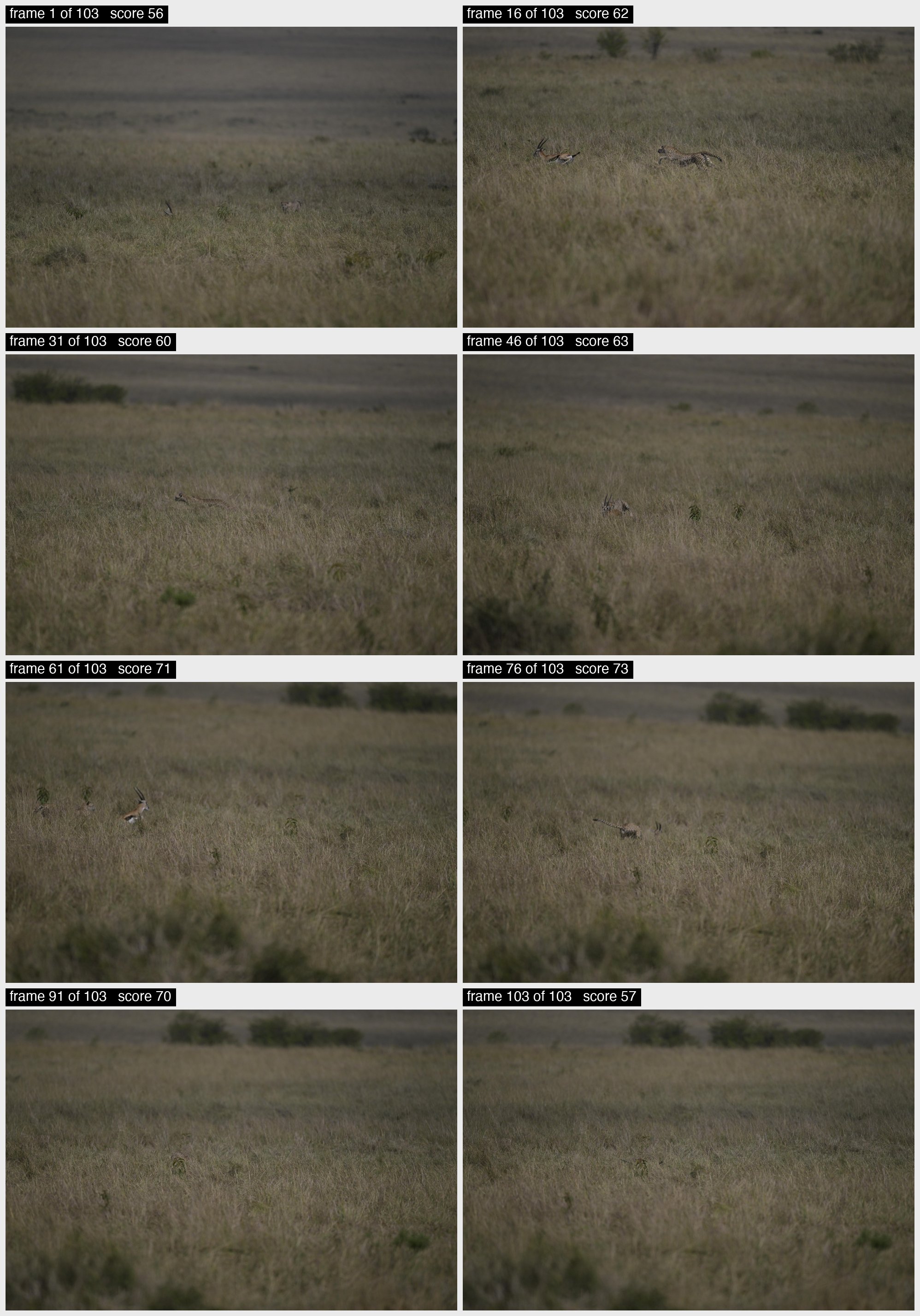 Eight frames from a 103-frame chain of a cheetah chasing a gazelle through tall grass, the animals moving across the frame from one cell to the next
