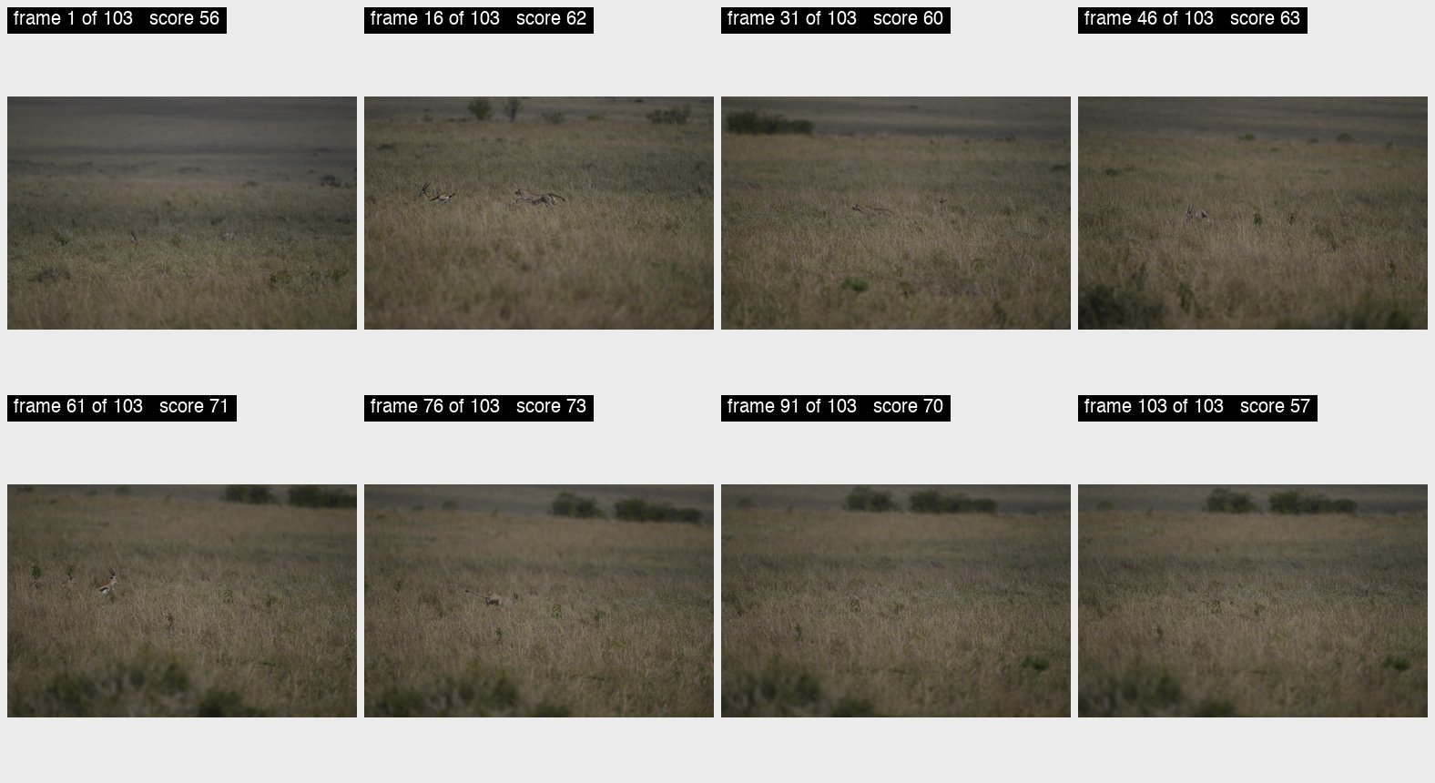 Eight frames from a 103-frame chain of a cheetah chasing a gazelle through tall grass, the animals moving across the frame from one cell to the next