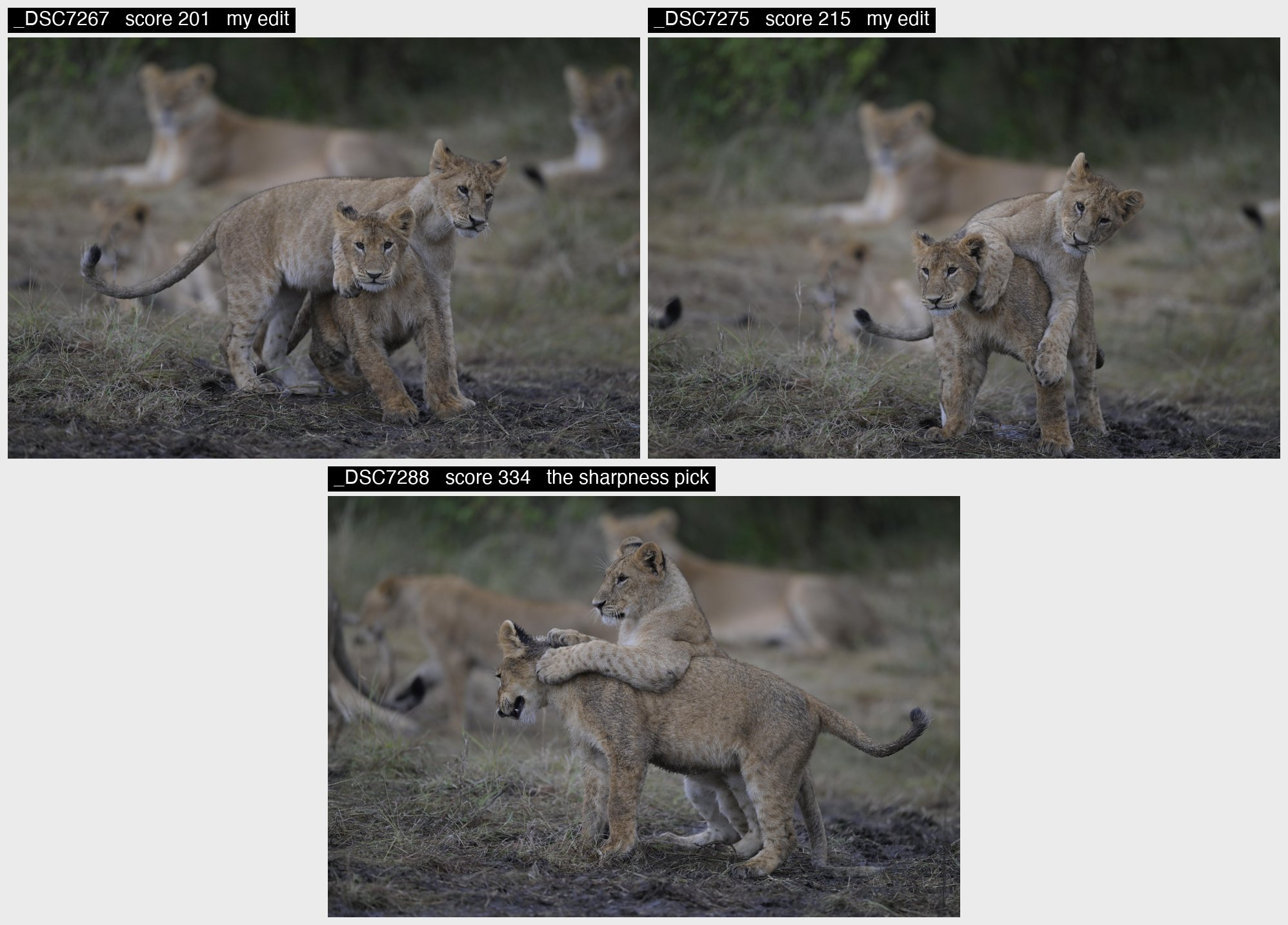 Three unedited camera previews of lion cubs from the same 62-frame chain: two frames the photographer edited, with the cubs facing the camera, and the sharpness pick, in which both cubs' faces are turned away