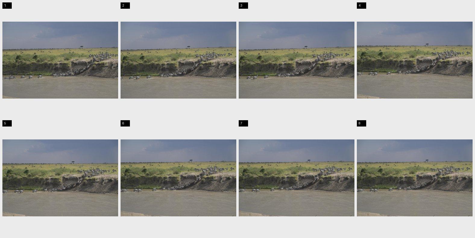 Contact sheet of an 8-frame Nikon Z8 burst of zebras crossing a river, numbered 1 to 8; frame 6 is the sharpness-picked primary